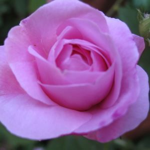 Meet your Posher, Barbara